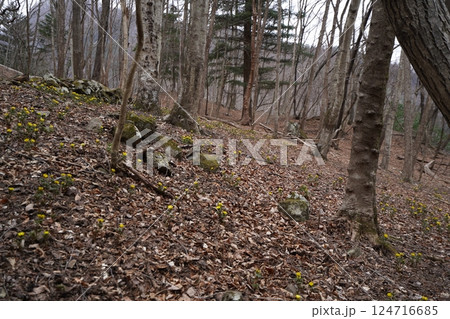 群馬県上野村　野栗沢の福寿草群生地（下部群生地）　フクジュソウ満開　2025年3月24日 124716685