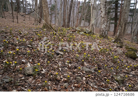 群馬県上野村　野栗沢の福寿草群生地（下部群生地）　フクジュソウ満開　2025年3月24日 124716686
