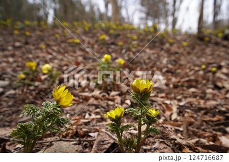 群馬県上野村　野栗沢の福寿草群生地（下部群生地）　フクジュソウ満開　2025年3月24日 124716687