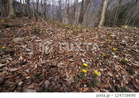 群馬県上野村 野栗沢の福寿草群生地(下部群生地) フクジュソウ満開 2025年3月24日 群馬県上野村 野栗沢の福寿草群生地(下部群生地) フクジュソウ満開 2025年3月24日 124716690