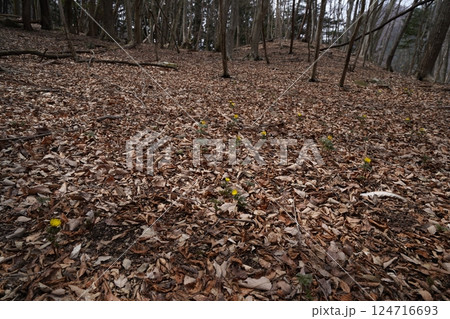 群馬県上野村 野栗沢の福寿草群生地(下部群生地) フクジュソウ満開 2025年3月24日 群馬県上野村 野栗沢の福寿草群生地(下部群生地) フクジュソウ満開 2025年3月24日 124716693