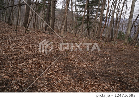 群馬県上野村 野栗沢の福寿草群生地(下部群生地) フクジュソウ満開 2025年3月24日 群馬県上野村 野栗沢の福寿草群生地(下部群生地) フクジュソウ満開 2025年3月24日 124716698