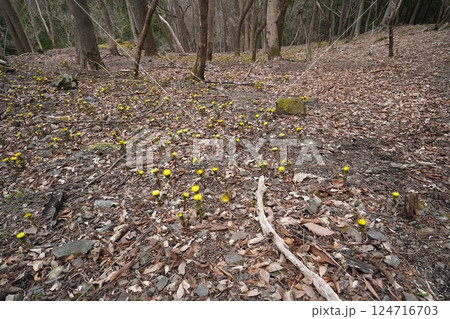 群馬県上野村 野栗沢の福寿草群生地(上部群生地) フクジュソウ満開 2025年3月24日 群馬県上野村 野栗沢の福寿草群生地(上部群生地) フクジュソウ満開 2025年3月24日 124716703