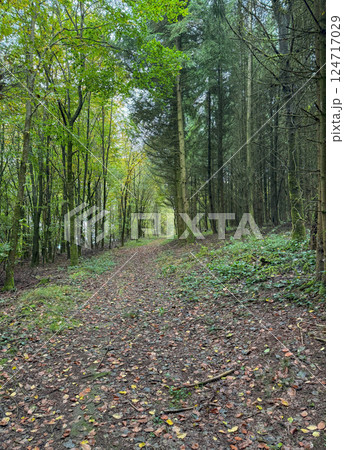 Magical scenic and pathway through woods in the morning sun. Dramatic scene and picturesque picture. Wonderful natural background. Location place Germany Alps, Europe. Explore the world's beauty 124717029