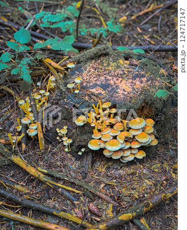 A large group of red mushrooms in a clearing in a mixed forest A large group of red mushrooms in a clearing in a mixed forest 124717147