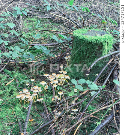 A large group of red mushrooms in a clearing in a mixed forest. Group near a green tree stump A large group of red mushrooms in a clearing in a mixed forest. Group near a green tree stump 124717151