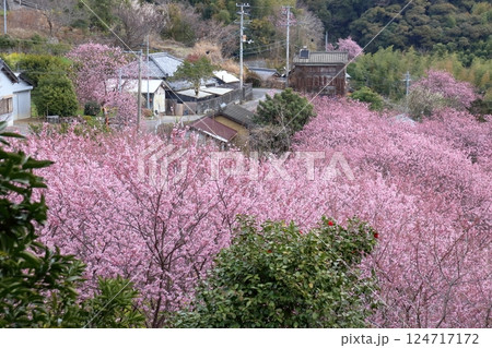 雪割り桜の里 春めく (高知県 須崎市) 雪割り桜の里 春めく (高知県 須崎市) 124717172