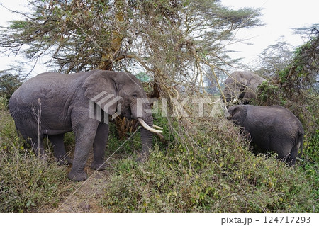 Three male African bush elephants eat in forest in Ngorongoro in TANZANIA 124717293