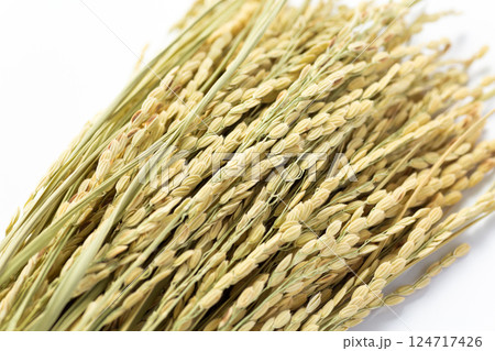 お米の稲穂 124717426
