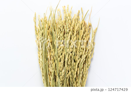 お米の稲穂 お米の稲穂 124717429