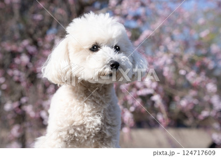 青空と桜とトイプードル 青空と桜とトイプードル 124717609
