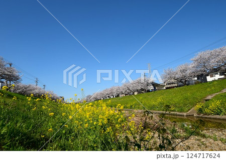 佐奈川堤の満開の桜と.菜の花 佐奈川堤の満開の桜と.菜の花 124717624