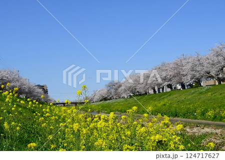 佐奈川堤の満開の桜と.菜の花 佐奈川堤の満開の桜と.菜の花 124717627