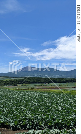 キャベツ畑と山 キャベツ畑と山 124717631