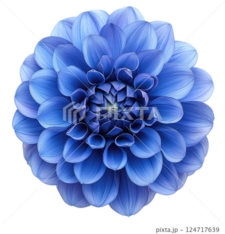 Blue Dahlia Flower 124717639