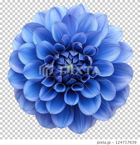 Blue Dahlia Flower 124717639