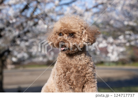 青空と桜と笑うトイプードル 124717737