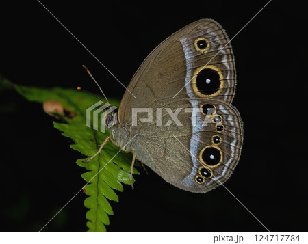 コジャノメ 124717784