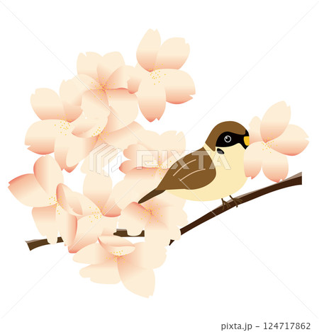 木の枝に止まり桜の花を咥えるスズメ 124717862