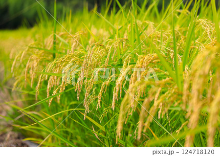 稲穂 稲穂 124718120