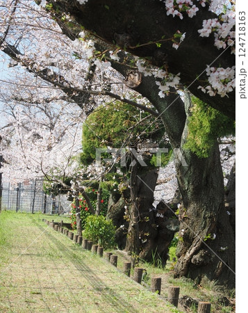 桜のある風景 桜のある風景 124718163