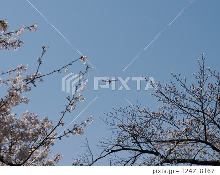 青空の桜と飛行機 青空の桜と飛行機 124718167