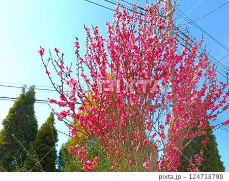 満開の照手桃 124718798