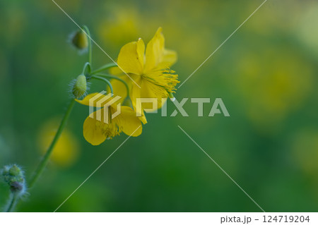 黄色い花 124719204