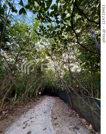 フクギ並木が続く道 124719401