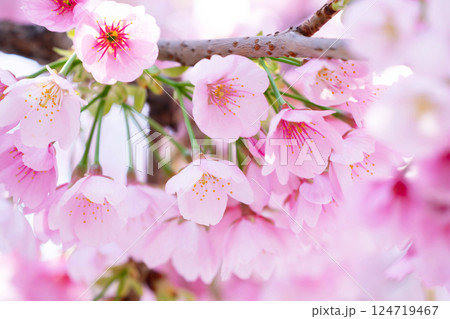 開花したばかりの桜 開花したばかりの桜 124719467
