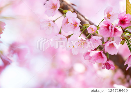 開花したばかりの桜 124719469