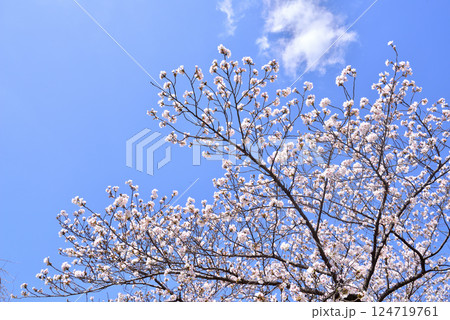 春イメージ 桜イメージ 陽光イメージ 新学期イメージ 春イメージ 桜イメージ 陽光イメージ 新学期イメージ 124719761