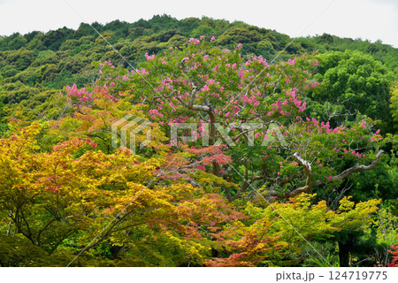 夏のカラフルな山 夏のカラフルな山 124719775