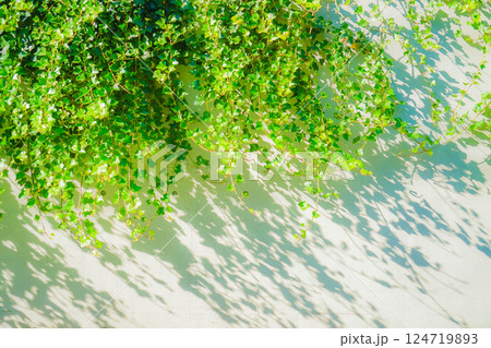 密集するツタのイメージ 124719893