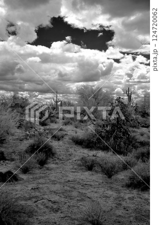 Sonora Desert Arizona in Infrared 124720062
