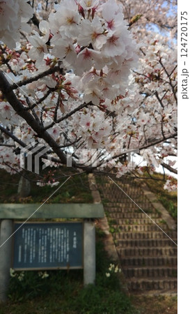 西尾市黄金堤の満開桜 西尾市黄金堤の満開桜 124720175