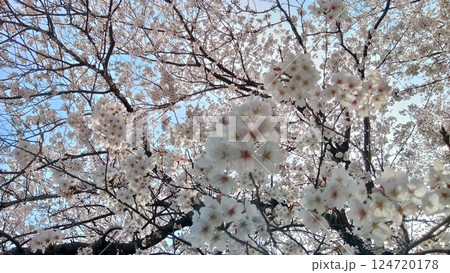 西尾市黄金堤のさくら 西尾市黄金堤のさくら 124720178