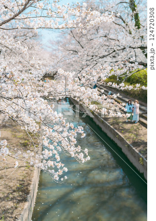 埼玉の元荒川の美しい桜 124720308