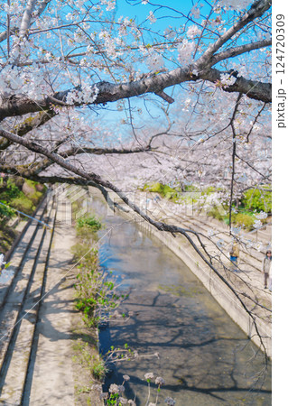 埼玉の元荒川の美しい桜 124720309