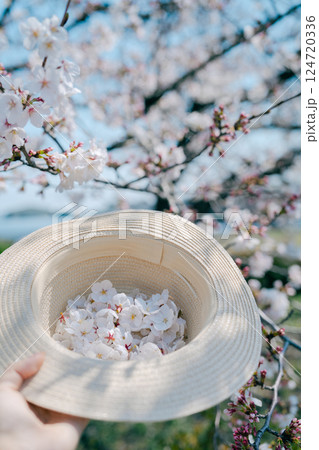 埼玉の元荒川の美しい桜 124720336