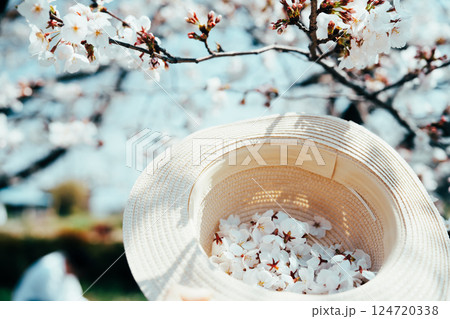 埼玉の元荒川の美しい桜 埼玉の元荒川の美しい桜 124720338