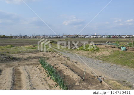 圃場と畦道とその先の新興住宅地 圃場と畦道とその先の新興住宅地 124720411