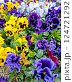 絵画のようにカラフルなパンジー 124721292
