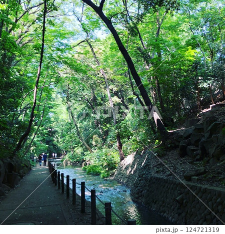 新緑に包まれた川沿いの遊歩道 自然を感じる癒しの散策路 新緑に包まれた川沿いの遊歩道 自然を感じる癒しの散策路 124721319