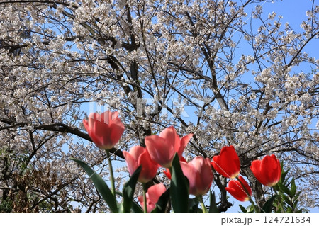 団地桜とチューリップのコラボ 124721634