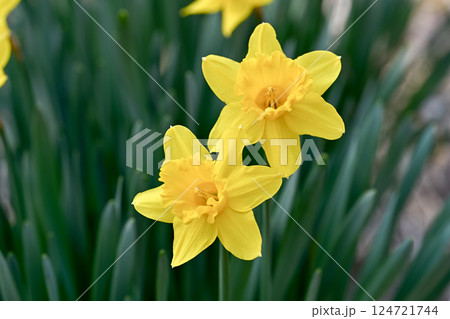 黄色い水仙 124721744