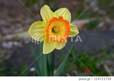 黄色い水仙 黄色い水仙 124721750