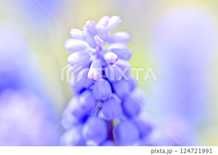 青いムスカリの花 124721991