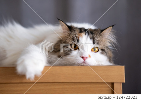 Close up of cute fluffy sleepy white cat. Mixed breed cat between Maine Coon and Scottish Fold. 124722023