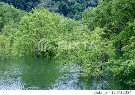 白川湖の水没林 124722354